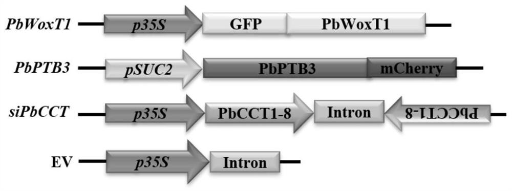 Chaperonin for enhancing RNP signal communication of plant phloem and application