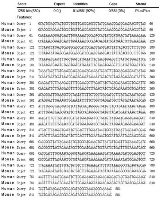 circular non-coding RNA circSTK39 and application thereof in prevention and treatment of atherosclerosis