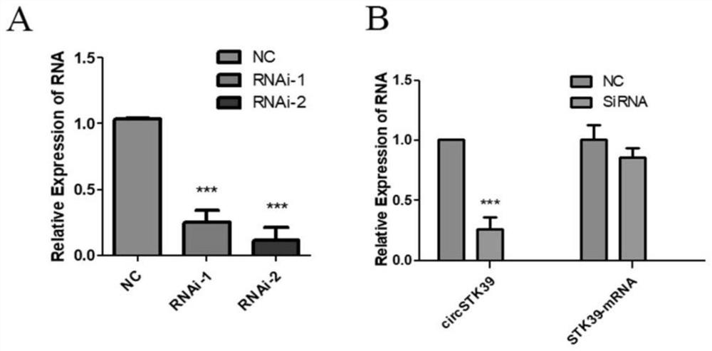 circular non-coding RNA circSTK39 and application thereof in prevention and treatment of atherosclerosis