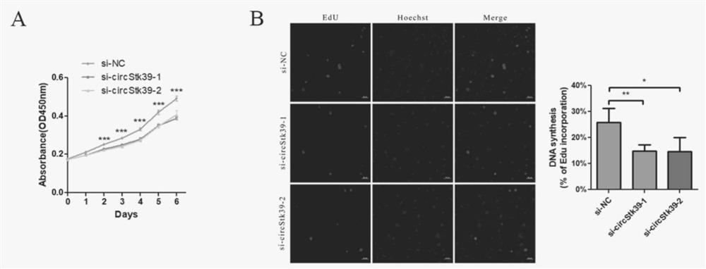 circular non-coding RNA circSTK39 and application thereof in prevention and treatment of atherosclerosis