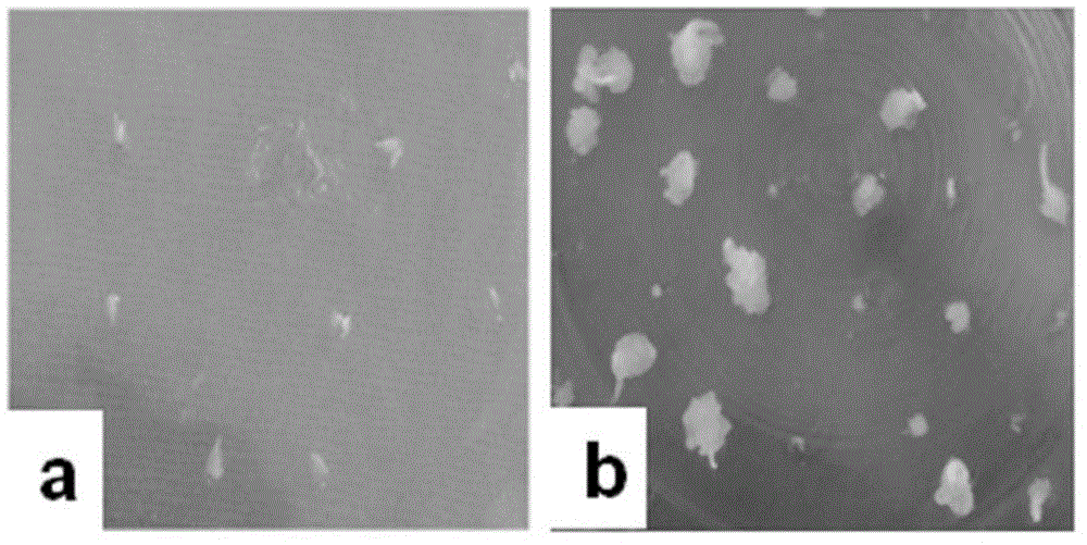 Method for creating high-frequency regeneration system of zoysia japonica