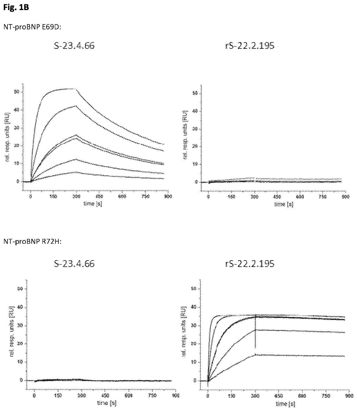 Antibodies recognizing genetic variants of NT-proBNP