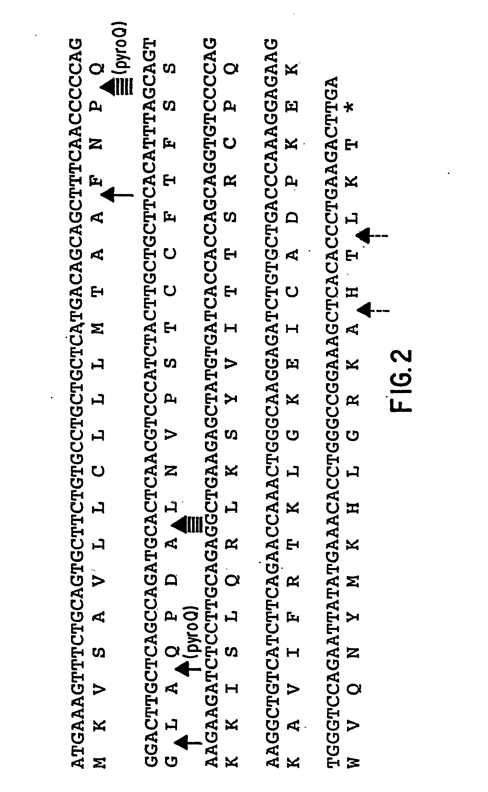 Human chemokine beta-10 mutant polypeptides