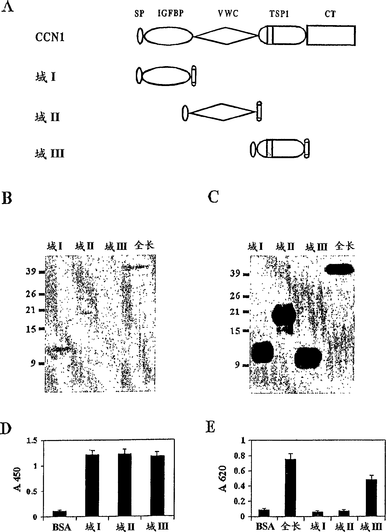 CCN1 compositions and methods