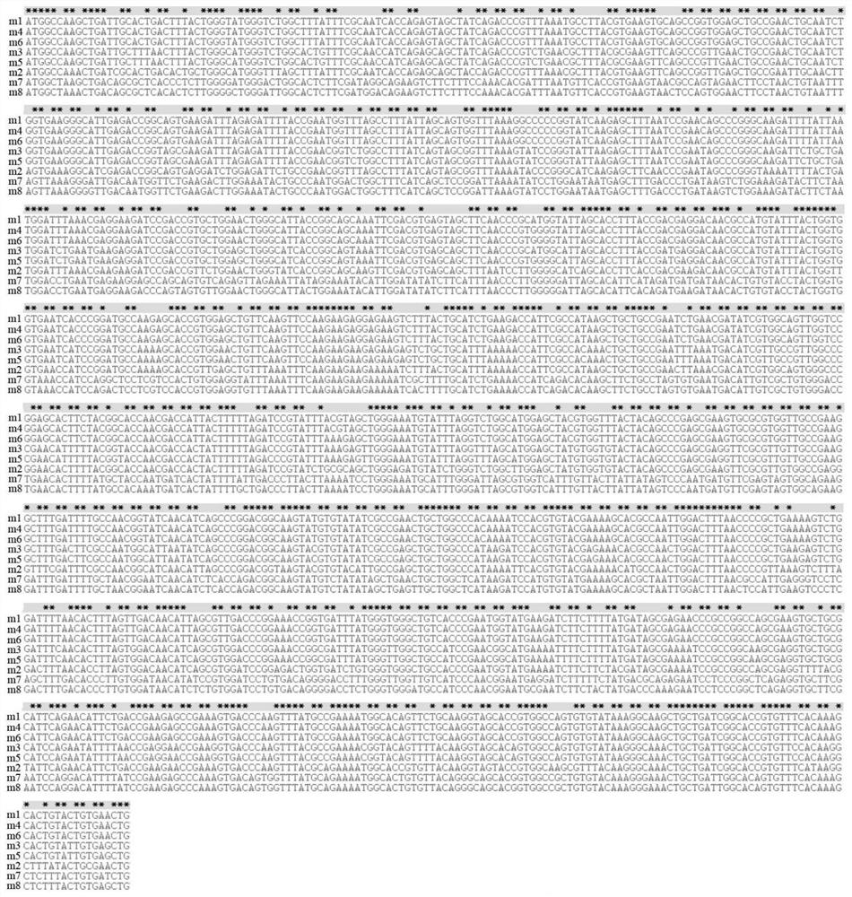 Rabbit-derived paraoxonase 1 mutant and recombinant expression method thereof