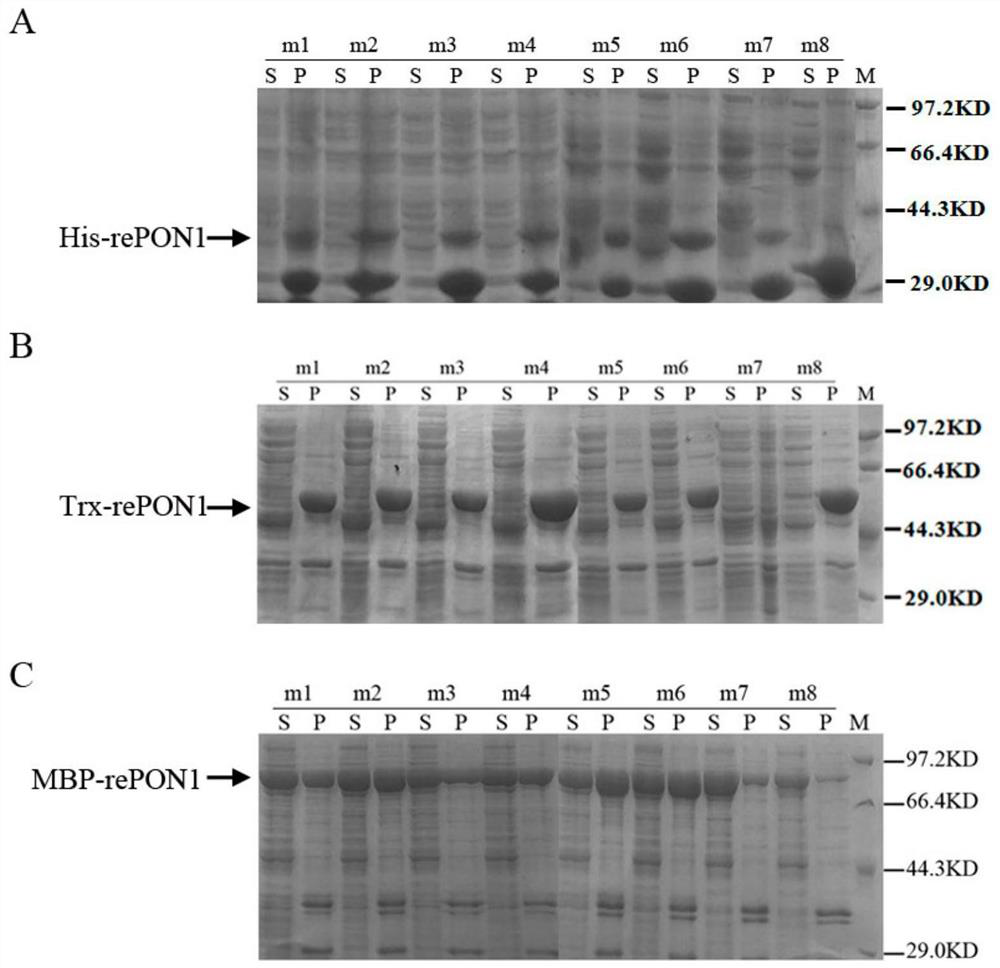 Rabbit-derived paraoxonase 1 mutant and recombinant expression method thereof