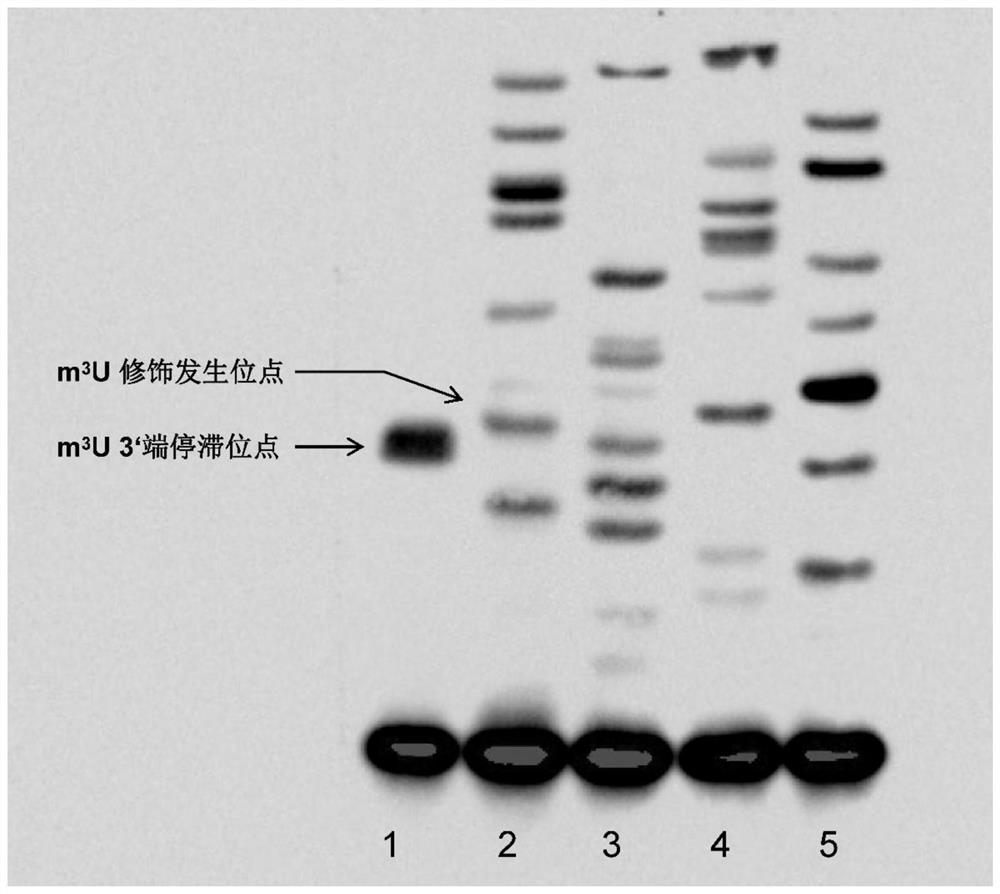 Biotin labeled primer extension method and application thereof