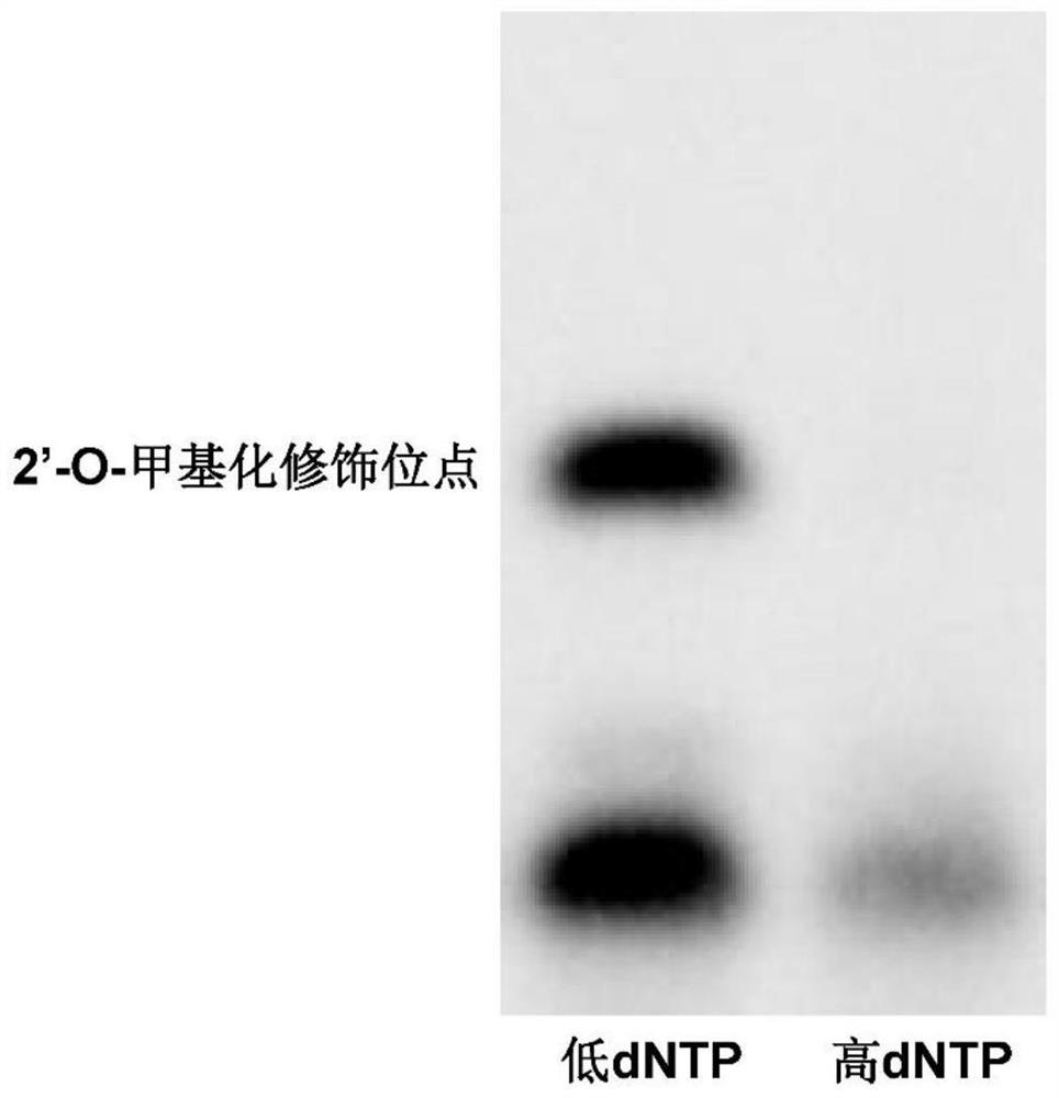 Biotin labeled primer extension method and application thereof