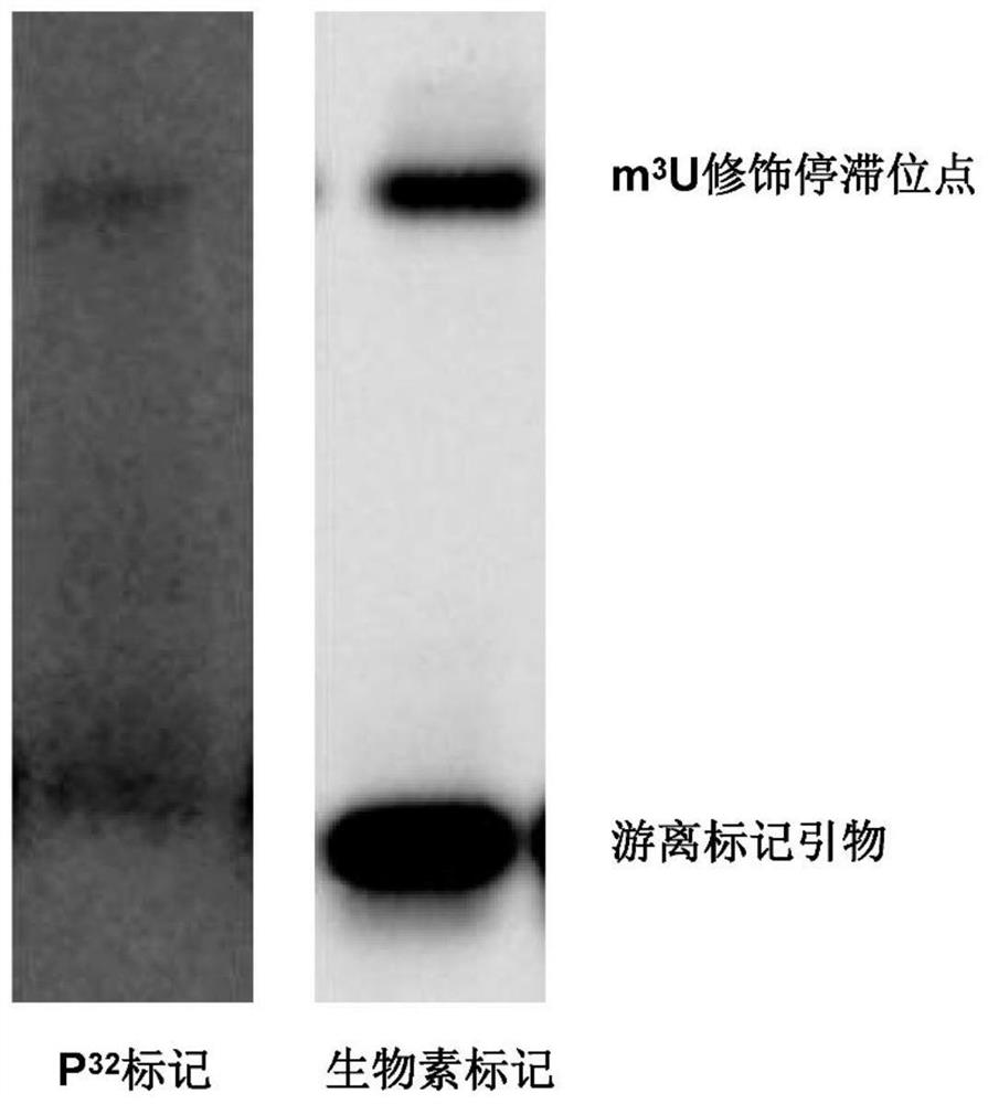 Biotin labeled primer extension method and application thereof