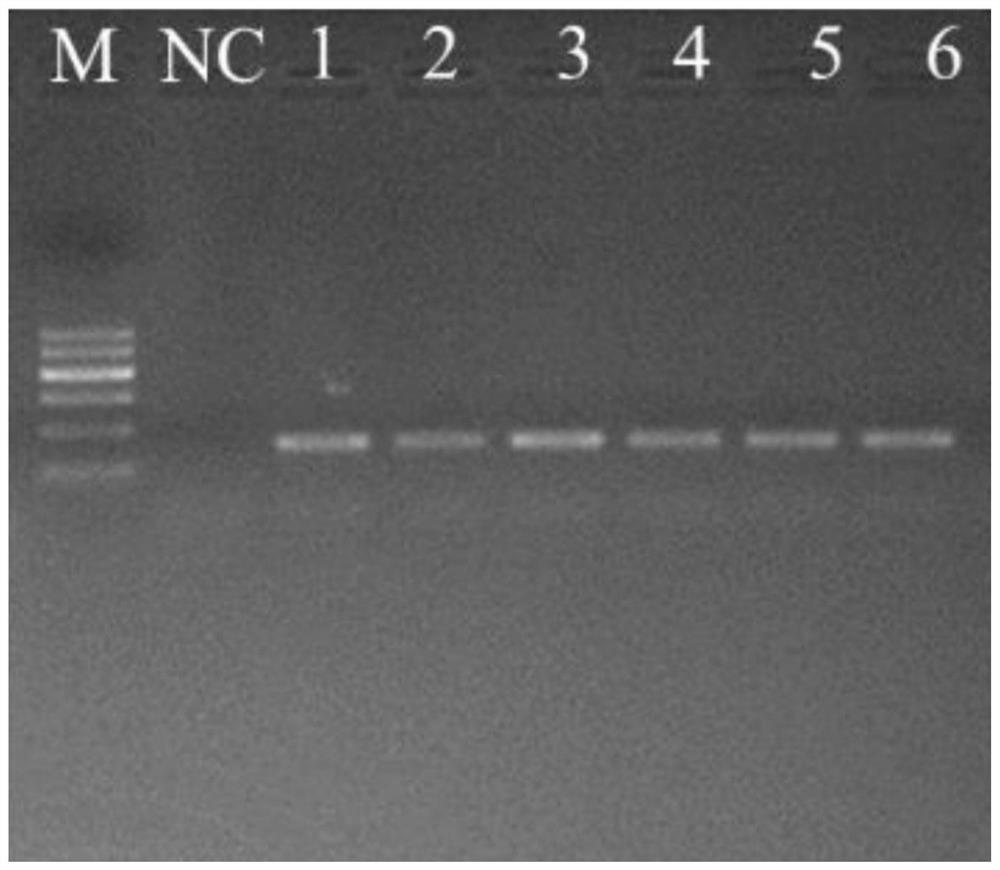 An environmental DNA method to detect the distribution of giant salamanders