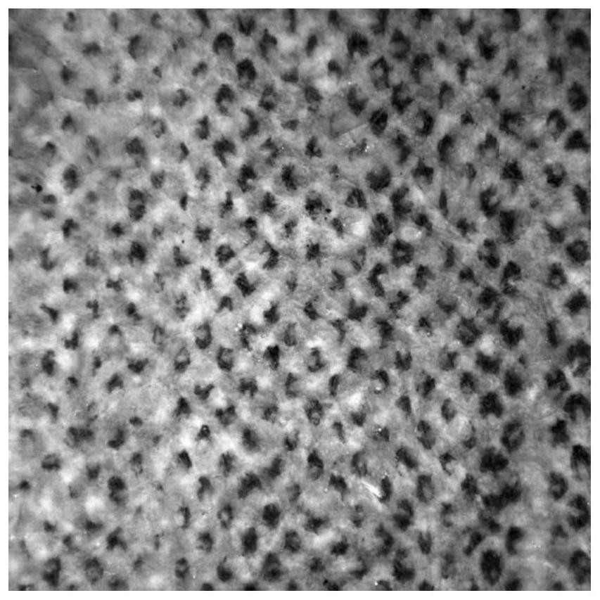 Impregnating adhesive, impregnated bond paper and preparation method of veneer of impregnated bond paper