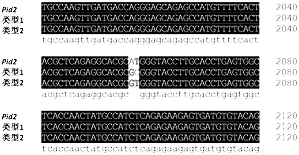 A method for identification of blast-resistant rice and a method for marking genes and its application