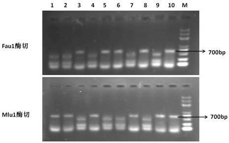 A method for identification of blast-resistant rice and a method for marking genes and its application