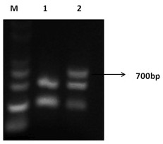 A method for identification of blast-resistant rice and a method for marking genes and its application