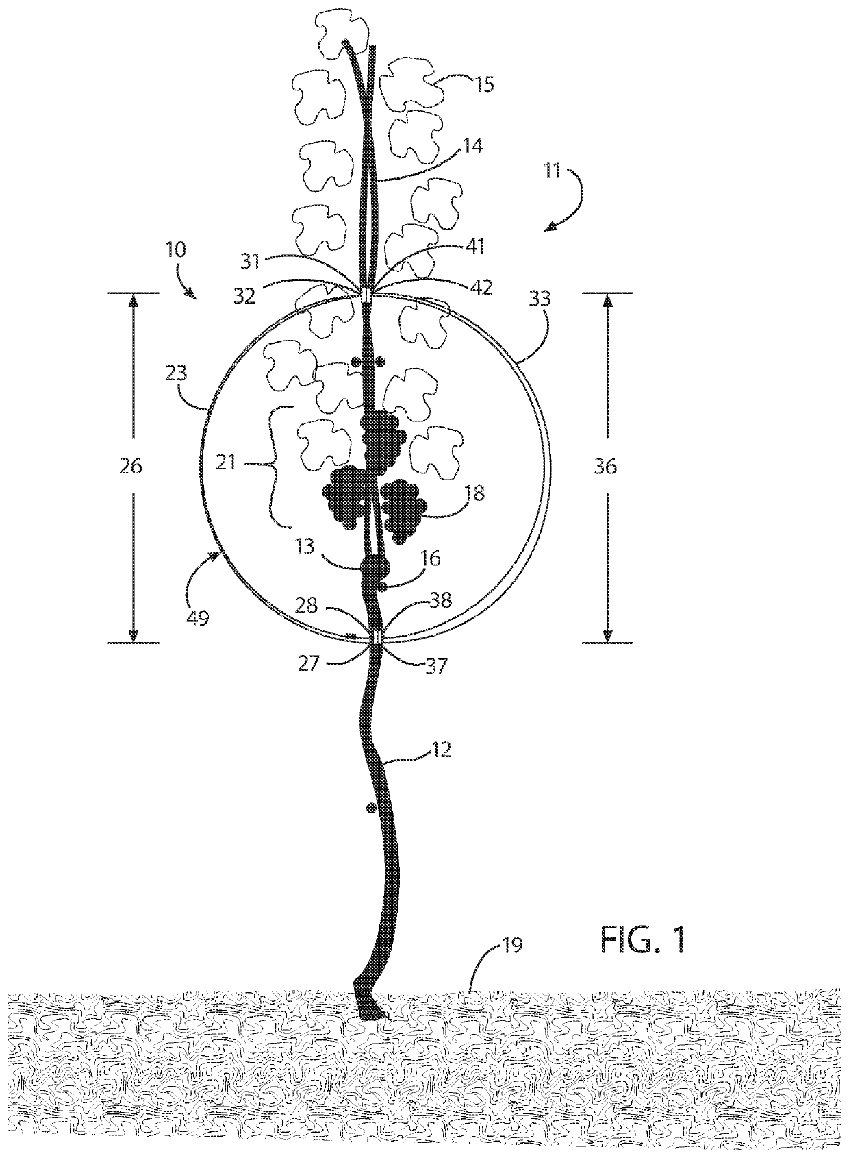 Vineyard fruit protection apparatus and process