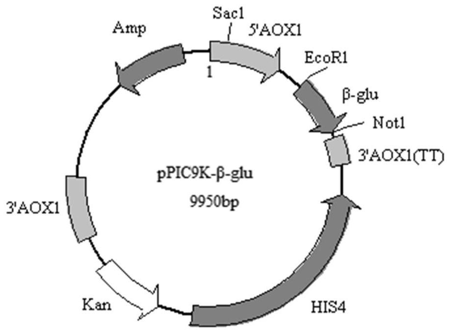 A kind of β-glucanase and its application in inhibiting Ochrax aspergillus