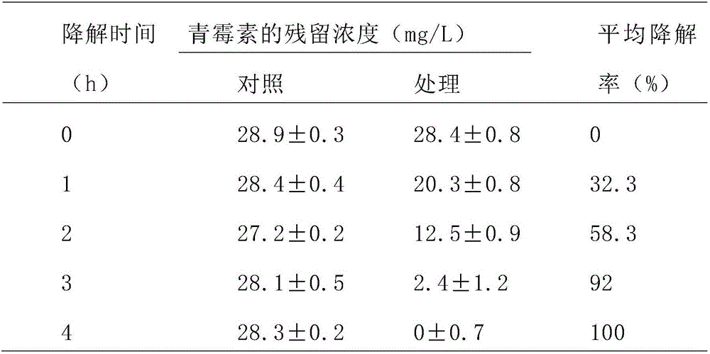 Paracoccus and cell fraction capable of degrading benzylpenicillin as well as composition of paracoccus and cell fraction