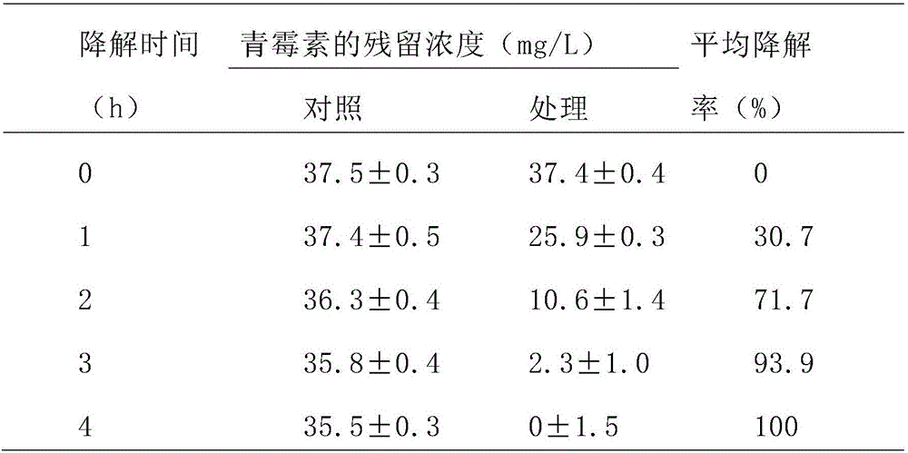 Paracoccus and cell fraction capable of degrading benzylpenicillin as well as composition of paracoccus and cell fraction