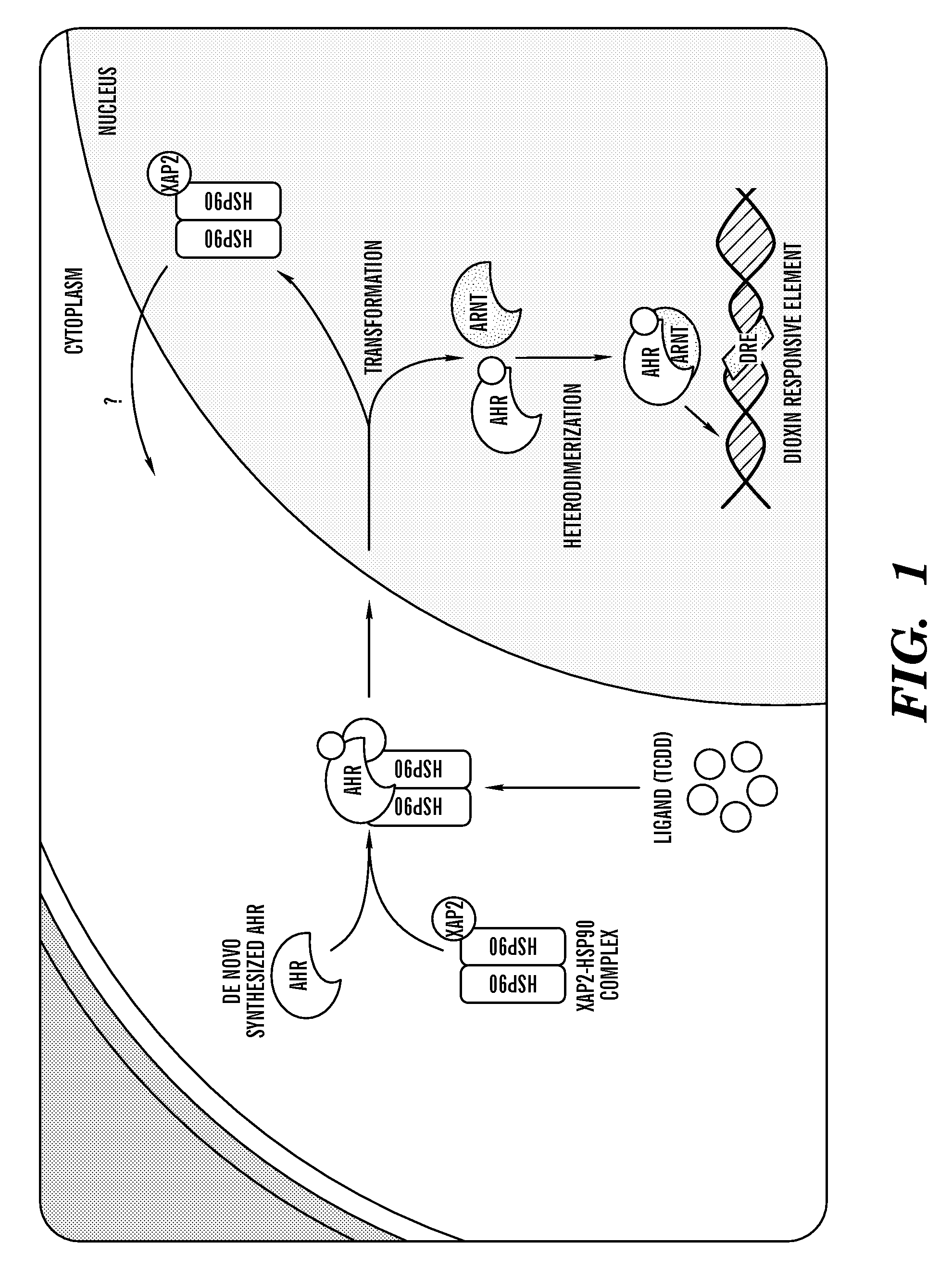 Methods for perfusion and plating of primary hepatocytes and a medium therefore