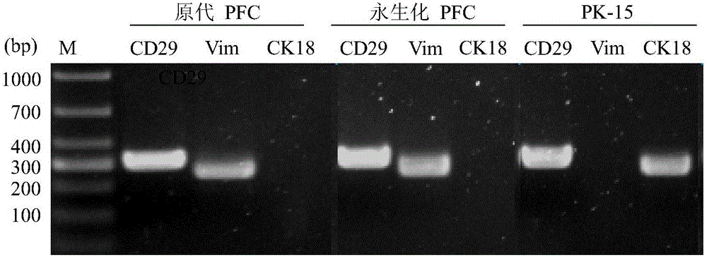 A transposon vector expressing porcine telomerase reverse enzyme and its construction method and application in establishing porcine immortalized cell lines