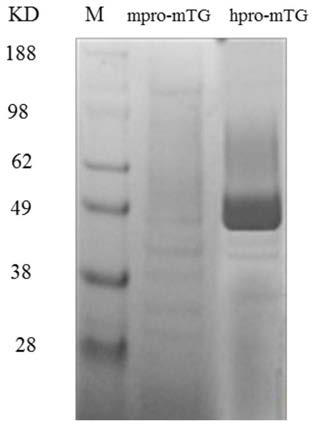 A mutant of transglutaminase expressed in an active form