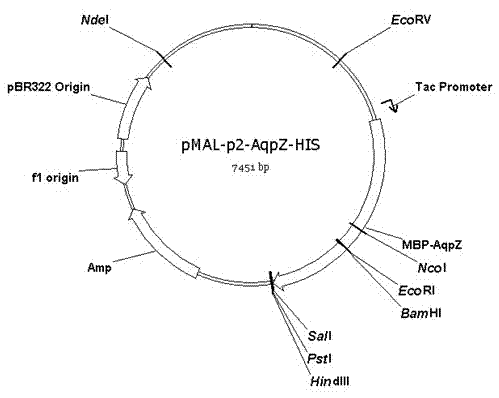Method for embedded membrane expression and aquaporins (AqpZ) purification in escherichia coli