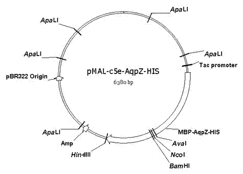 Method for embedded membrane expression and aquaporins (AqpZ) purification in escherichia coli