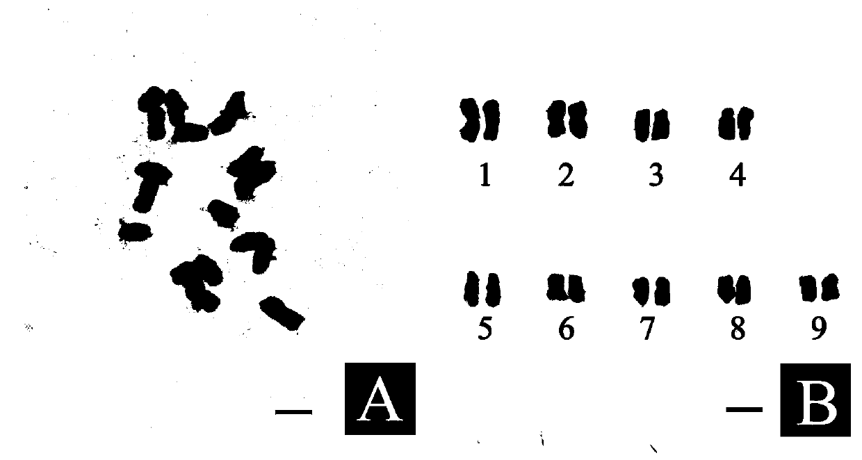 Method for identifying single chromosome of winged tobaccos