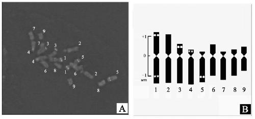 Method for identifying single chromosome of winged tobaccos