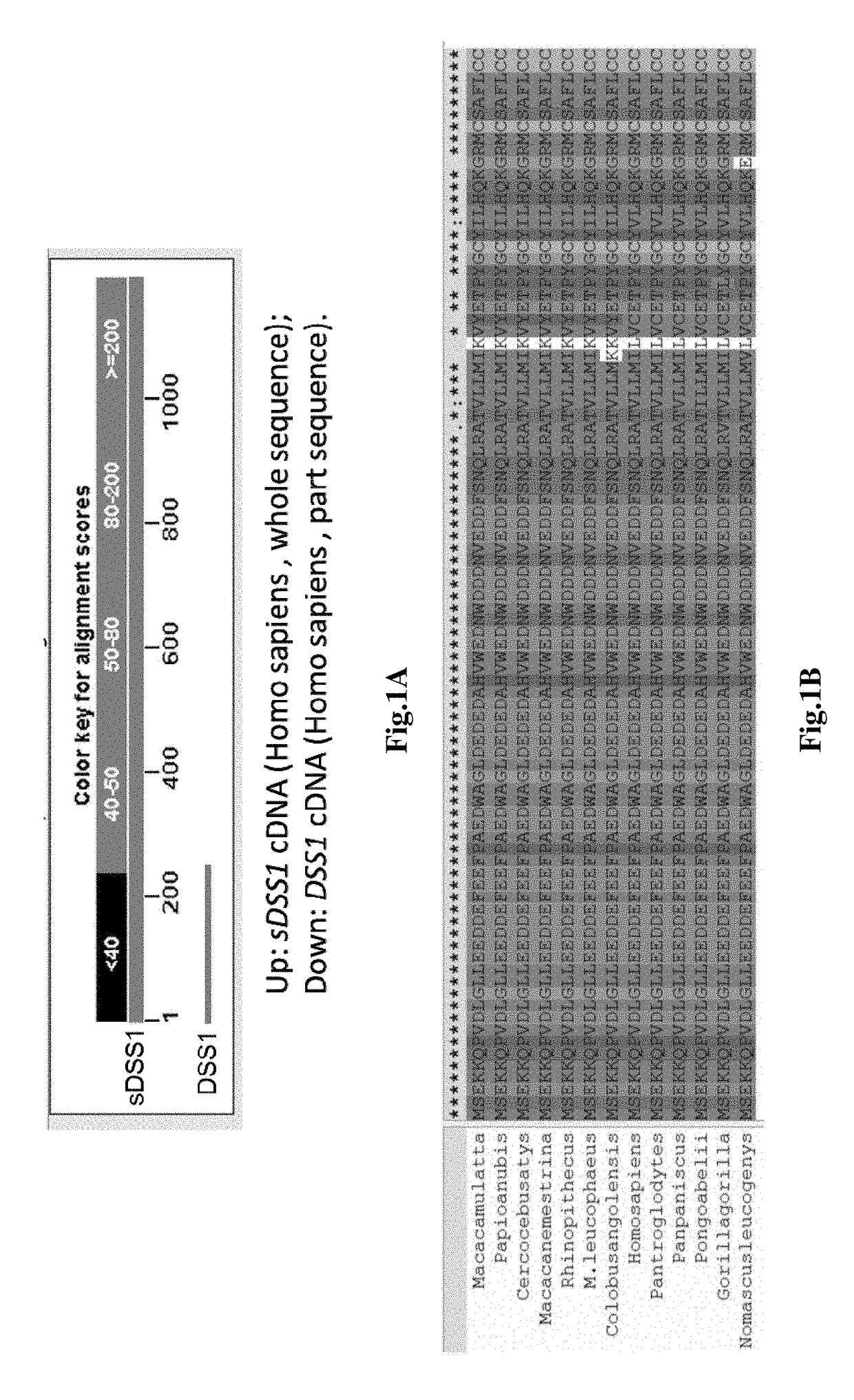 Secretory protein