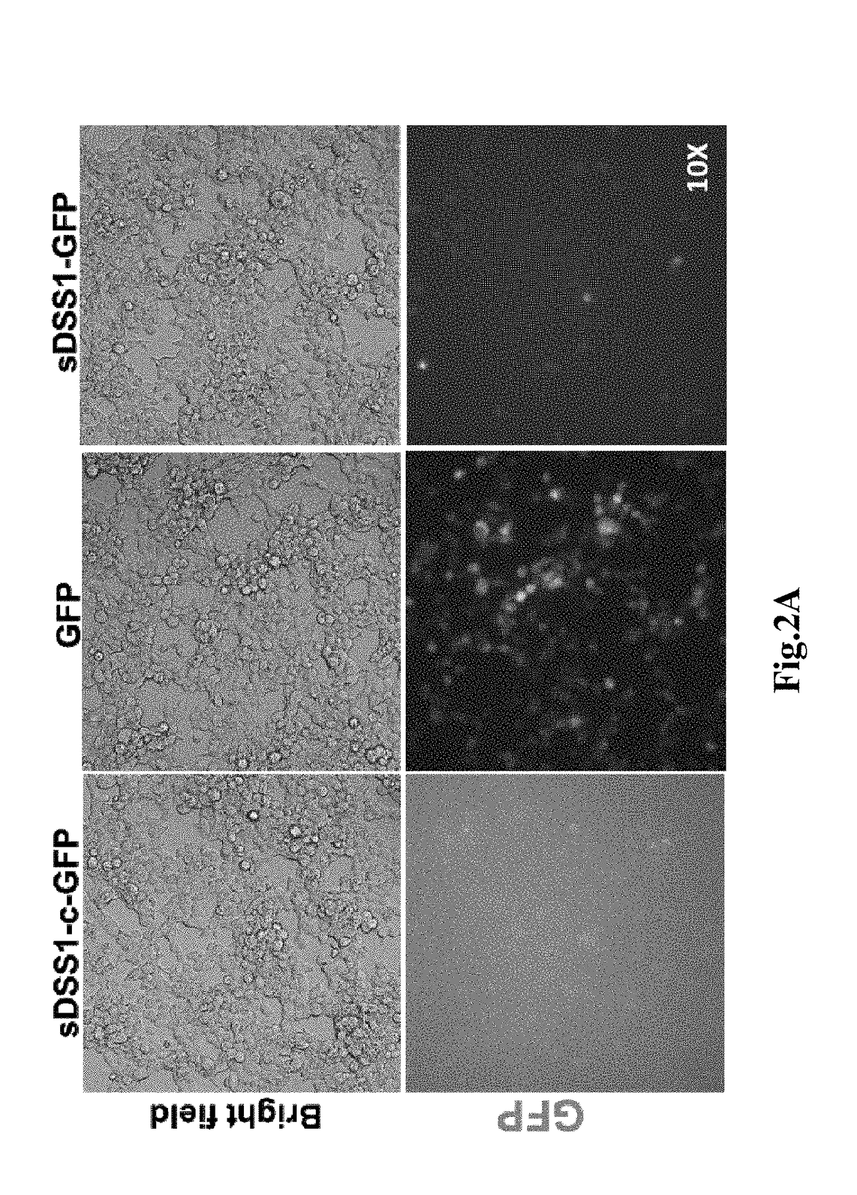 Secretory protein