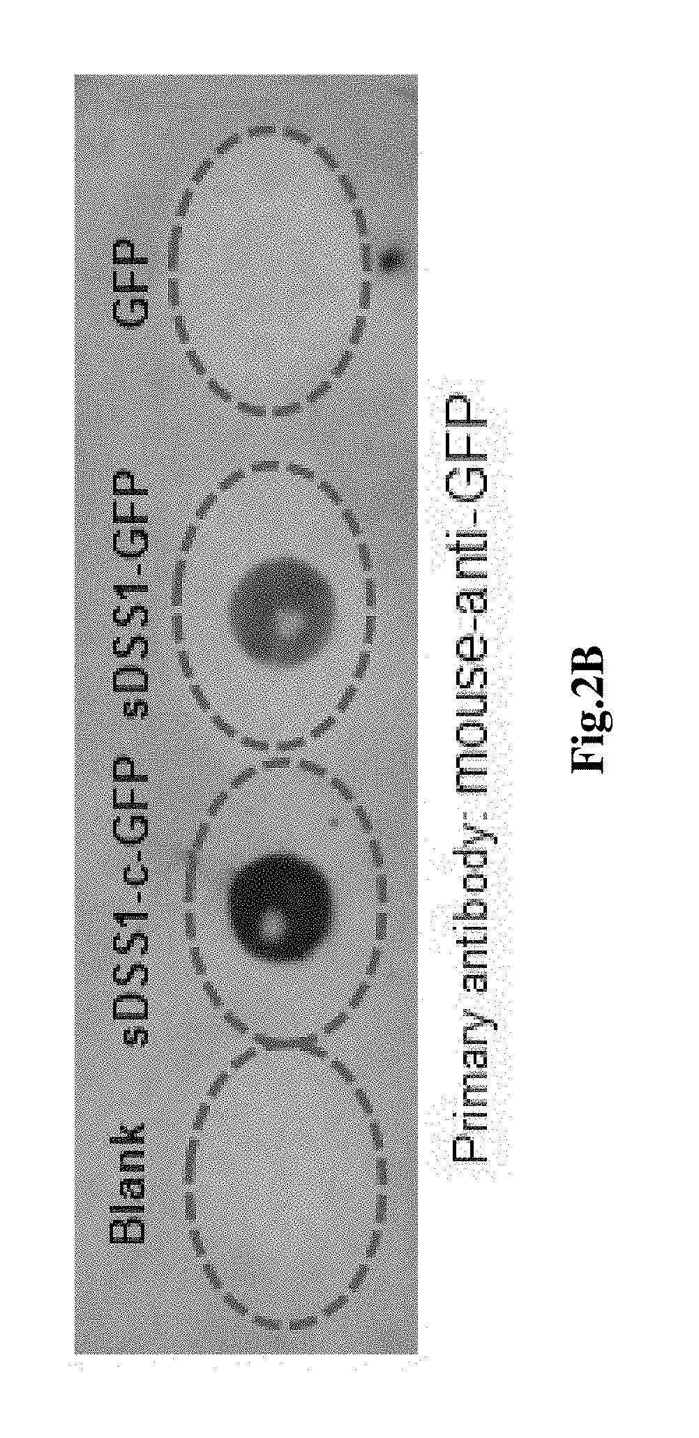 Secretory protein