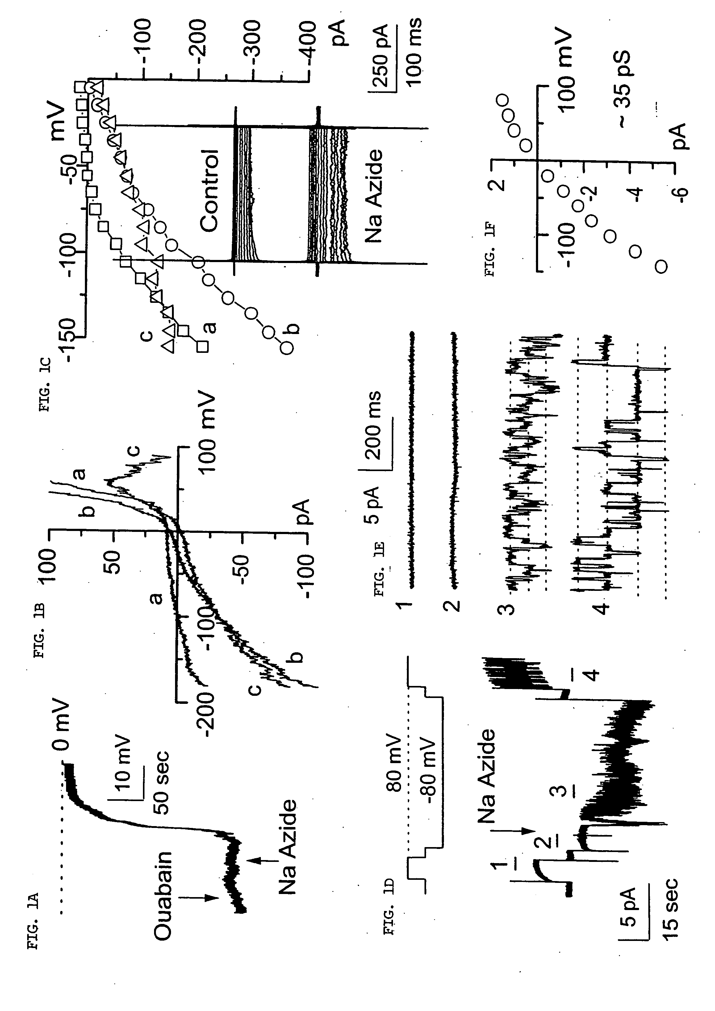 Novel non-selective cation channel in neural cells and method for treating brain swelling