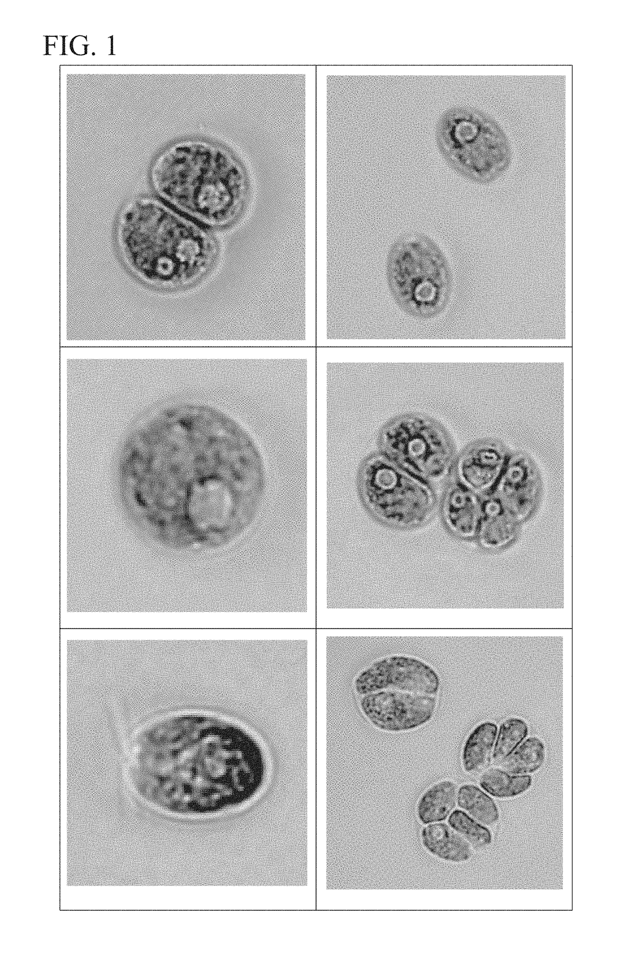 Method for generating oil/fat component from chlamydomonas algae