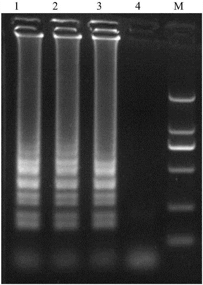 Method for detecting clostridium perfringens based on nucleic acid chromatography biosensing technology