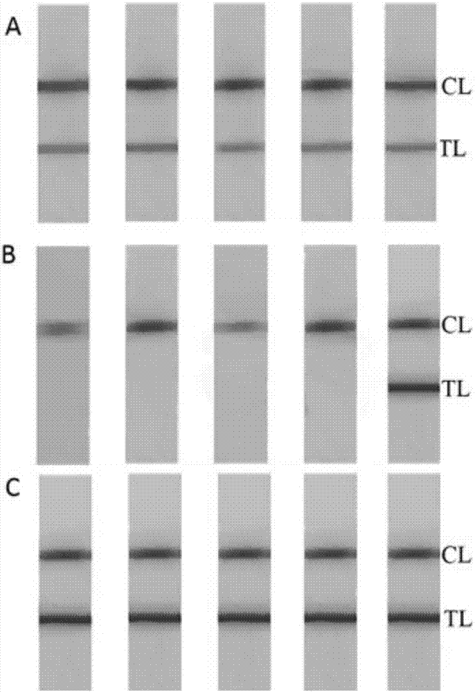 Method for detecting clostridium perfringens based on nucleic acid chromatography biosensing technology