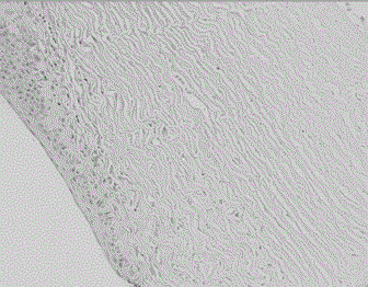 Preparation method of tissue engineering cornea