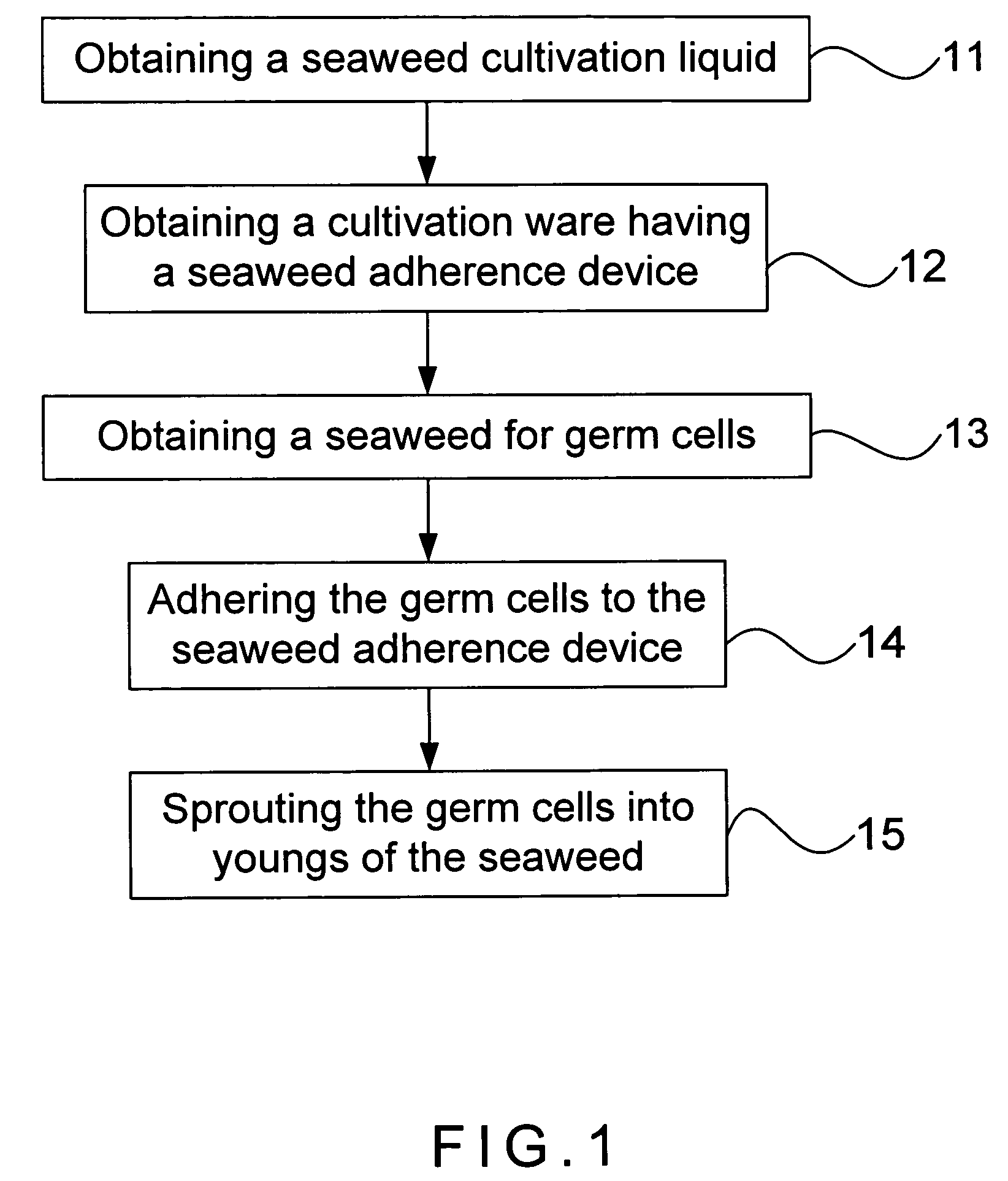 Method for cultivating seaweed having adherence