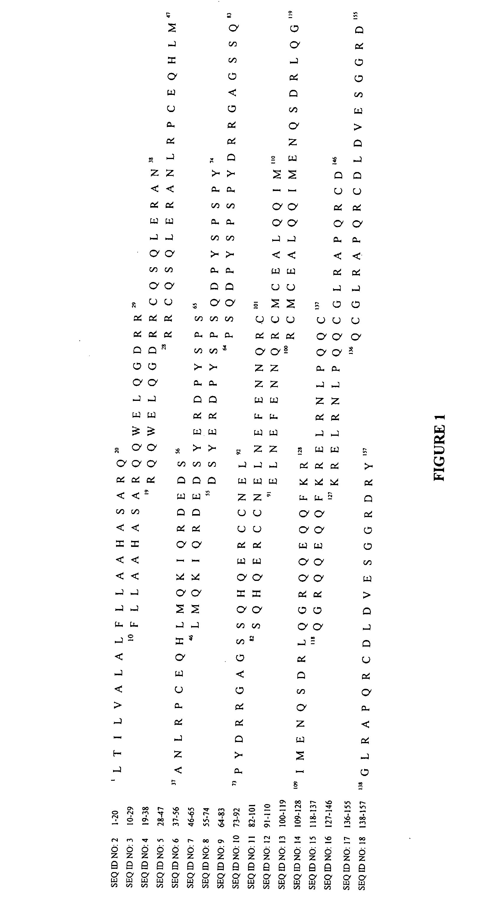 Novel Immunointeractive Molecules and uses Thereof