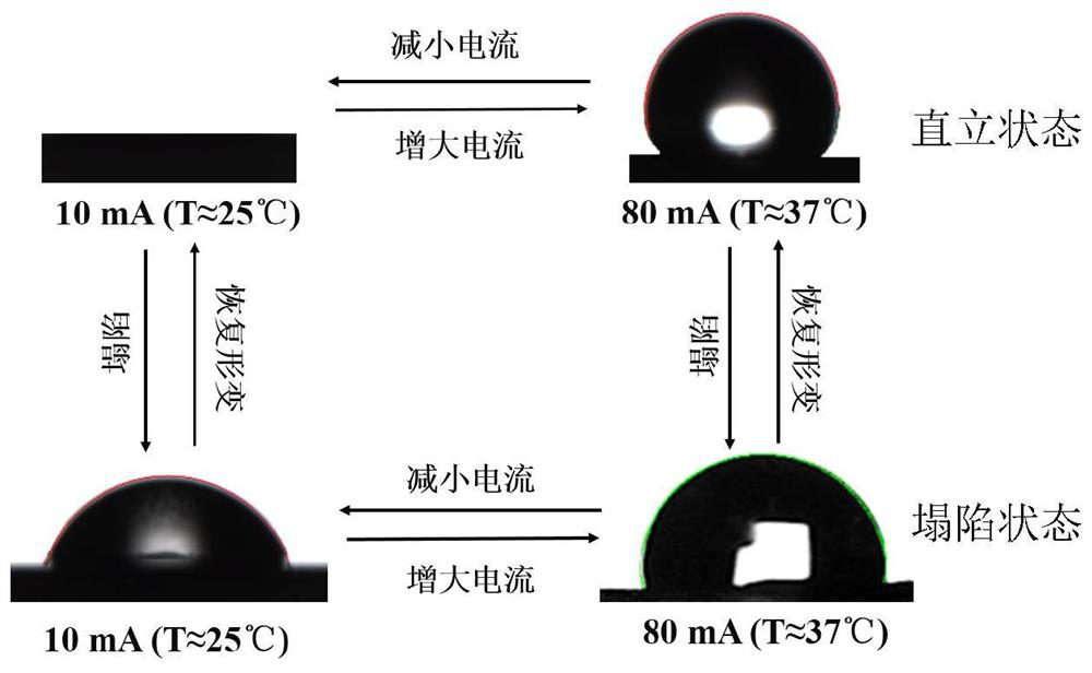 Shape memory composite material with both electrical response and temperature response as well as preparation method and application of shape memory composite material in immobilized cells