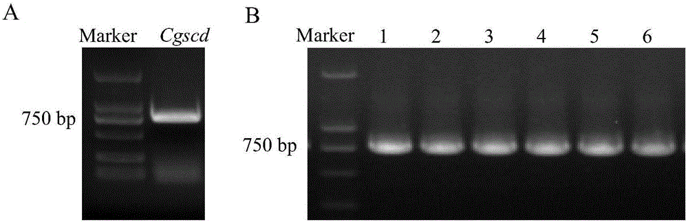 Protein for degrading patulin and encoding gene and application of protein