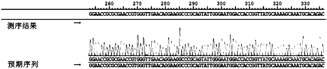 Human HLA-F monoclonal antibody as well as preparation method and application thereof