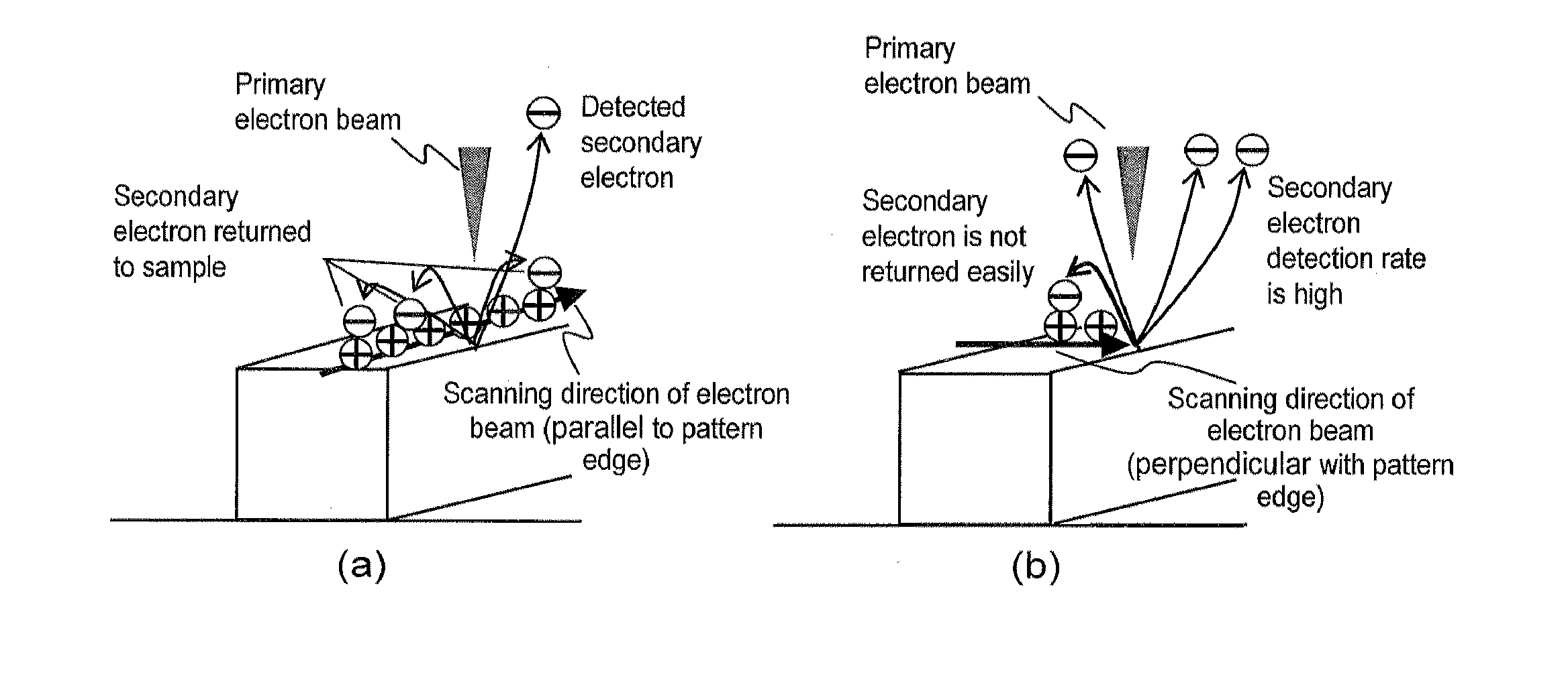 Scanning electron microscope and sample observation method