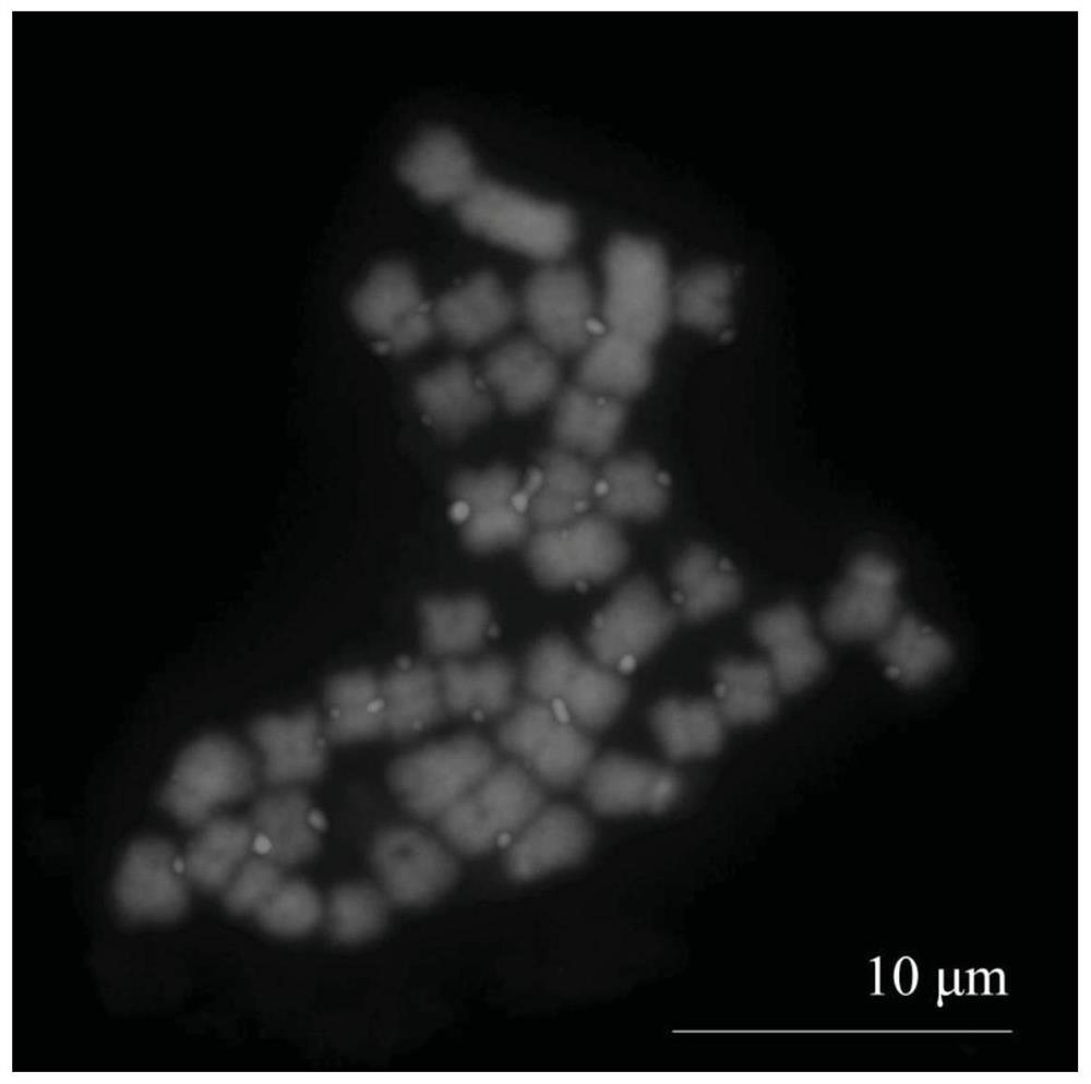 A line-type retrotransposon sequence specific to the centromere of P. trichocarpa and its application