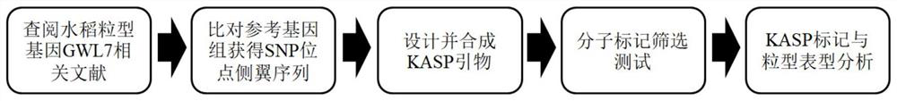 Development and application of KASP marker of rice grain type gene GLW7