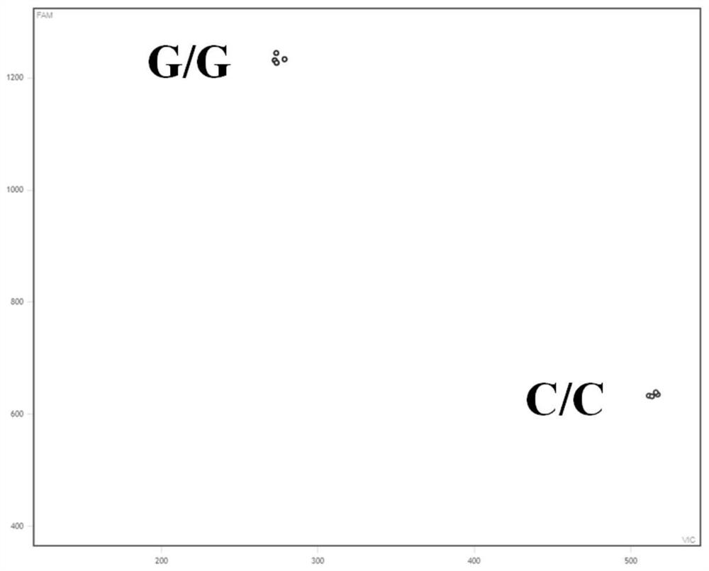 Development and application of KASP marker of rice grain type gene GLW7