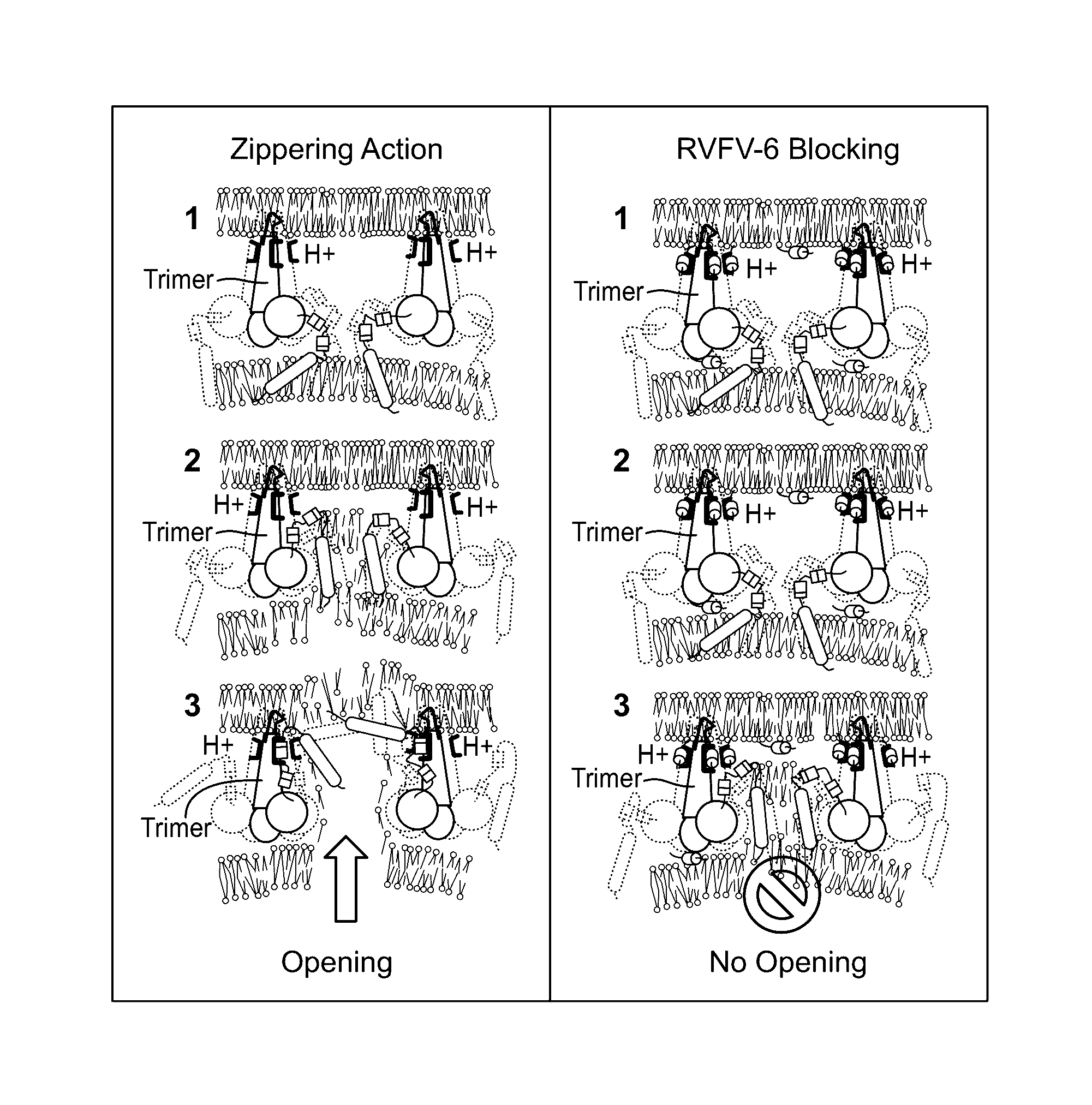 Antiviral rift valley fever virus peptides and methods of use