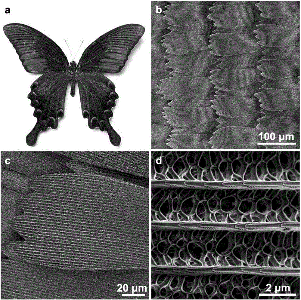 Preparation method of efficient oxygen reduction catalyst with insect wings as substrate