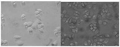 Lysosome labeled magnetic fluorescent starch nanoparticles and preparation method thereof