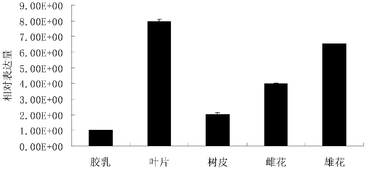 Antioxidative protein from rubber tree as well as encoding gene and application of antioxidative protein